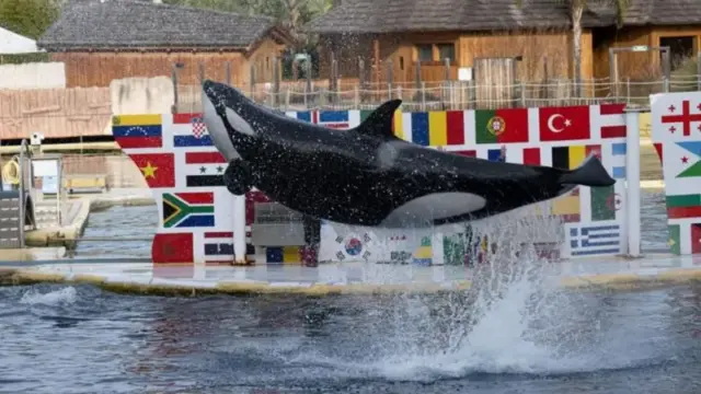 "Solo saben estar entre humanos": el dilema de qué hacer con dos orcas de un parque acuático que cierra en Francia
