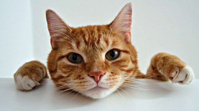 Día Internacional del Gato: ¿por qué se celebra a los felinos hoy?