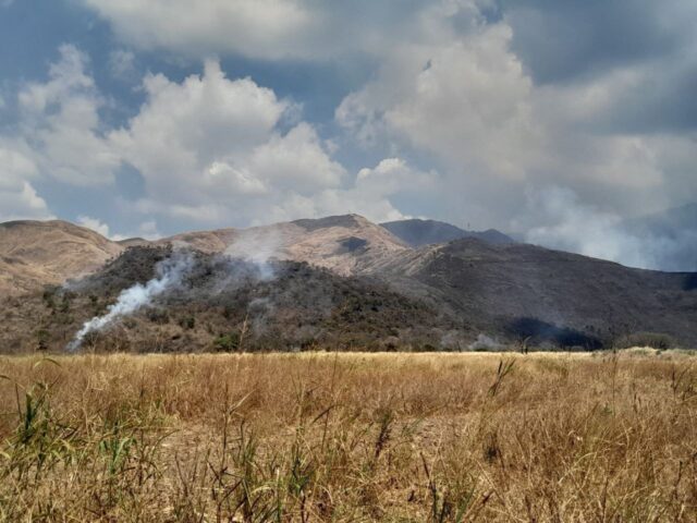 Combaten fuego que ha afectado 600 hectáreas de pastizales en el Henri Pittier