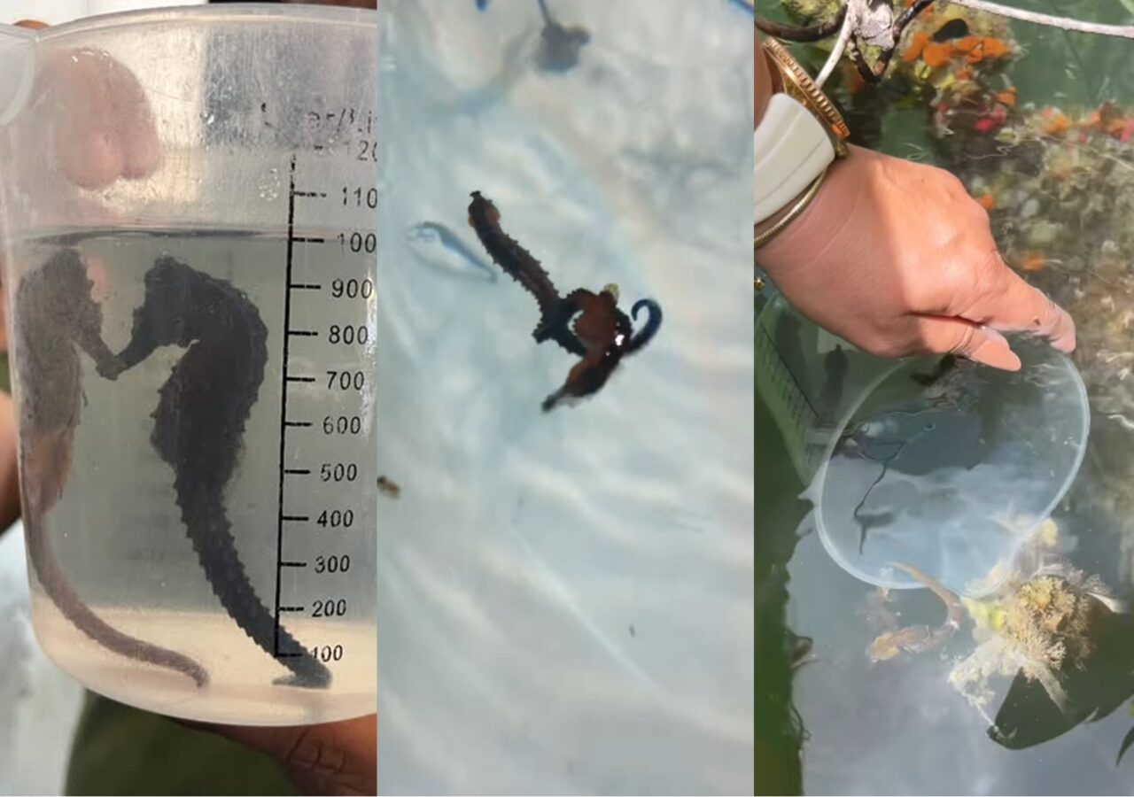 Liberaron 100 caballitos de mar en la laguna de La Restinga de Margarita