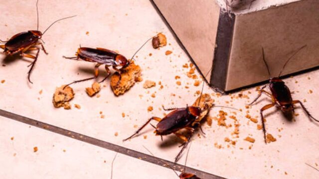 La fruta que sirve para ahuyentar las cucarachas de la cocina