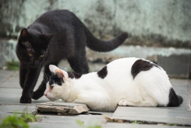 Cuando los gatos se convierten en una amenaza para la biodiversidad