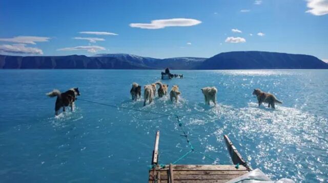 "El hielo se derritió bajo nuestros pies": la dramática imagen de perros siberianos corriendo sobre el agua que revela el rápido deshielo de Groenlandia