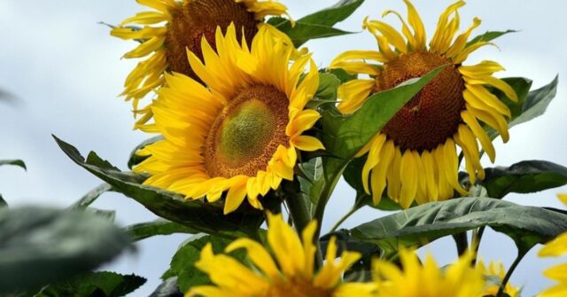 Flores amarillas: ¿por qué se regalan el 21 de marzo?