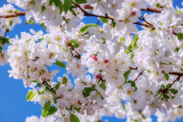 El equinoccio da comienzo a la primavera este 20 de marzo