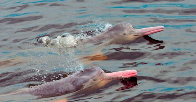 Exigen detener la caza de toninas en el lago de Maracaibo