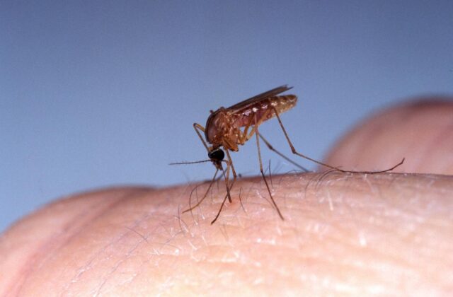 Lanzan plan de vacunación y fumigación contra el dengue y el oropouche