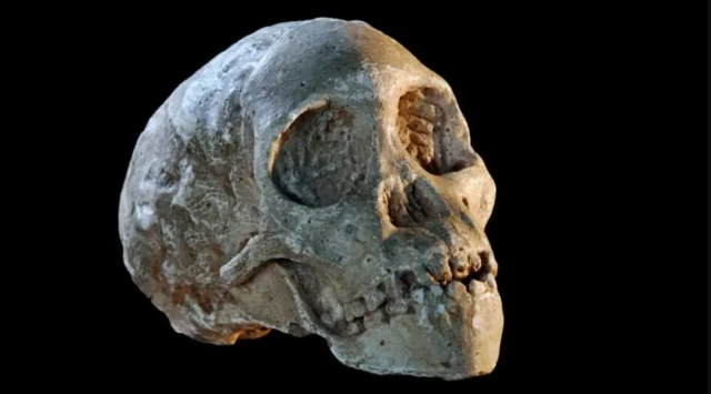 El niño de Taung, el fósil que cambió la historia al probar que los seres humanos se habían originado en África