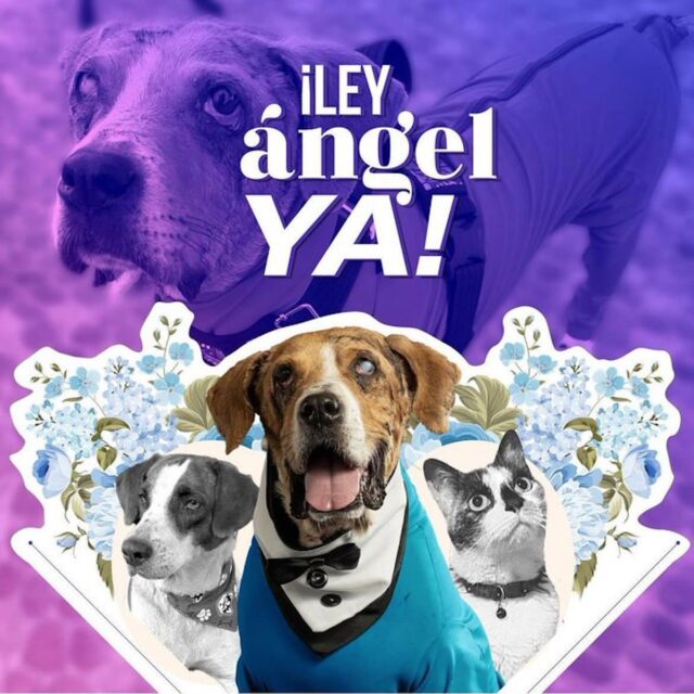 Ley Ángel: Colombia toma medidas contra la crueldad animal