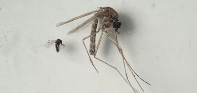 Virus oropouche llegó a Venezuela: ¿qué es y cómo se trata?
