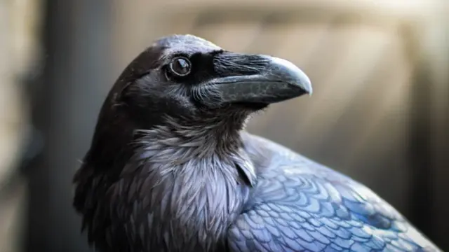 La asombrosa habilidad "humana" de los cuervos