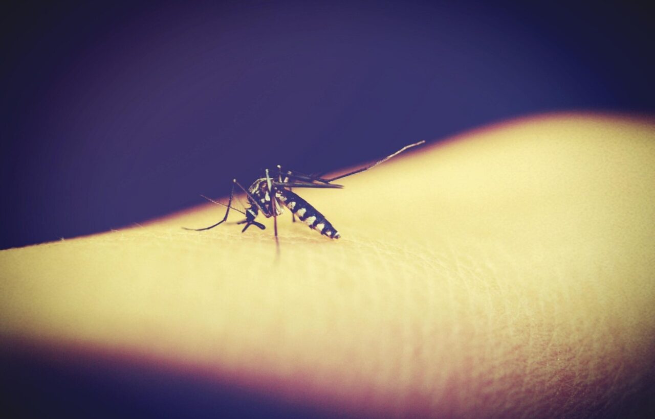 Malaria-