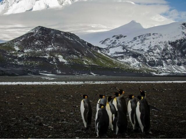 Trump impuso aranceles a islas de Australia habitadas por pingüinos y focas