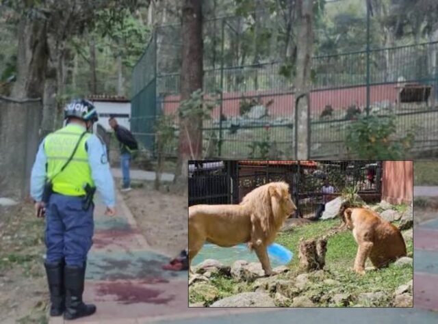 Murió vigilante que fue atacado por leones en zoológico de Mérida