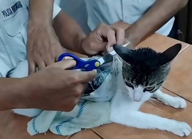 [VIDEO] Atrapan un gato que era usado para ingresar droga a una cárcel en Costa Rica