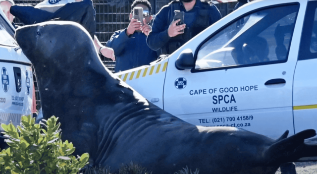 Elefante marino aparece en zona residencial de Ciudad del Cabo