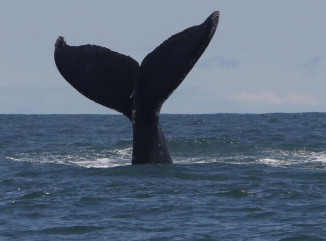 Pescadores graban a ballena sardinera en La Guaira y causa furor en redes sociales