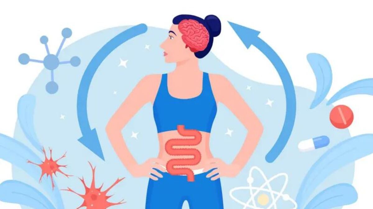conexión entre el intestino y el cerebro