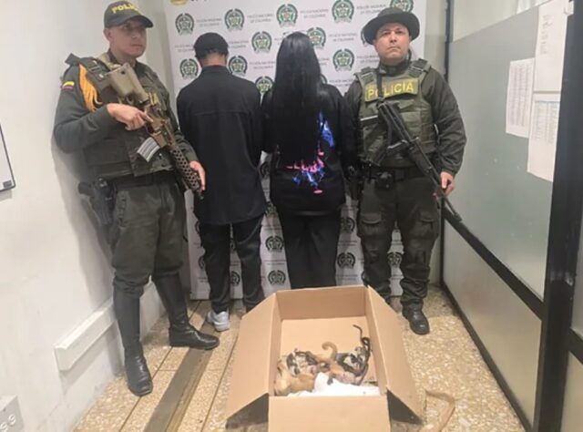 Detienen a una pareja en aeropuerto de Medellín que intentaba traficar monos