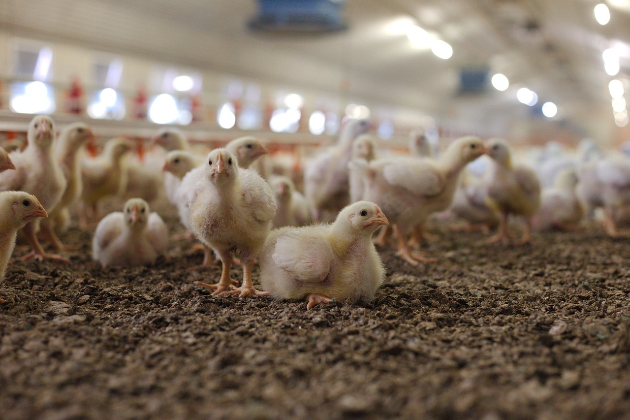 pixabay-granja-pollos